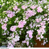 Hydrangea 