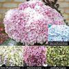 Hydrangea macrophylla Avantgarde - 1 plant in 10.5cm pot