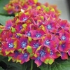 Hydrangea macrophylla Glam Rock - 1 X 9cm pot