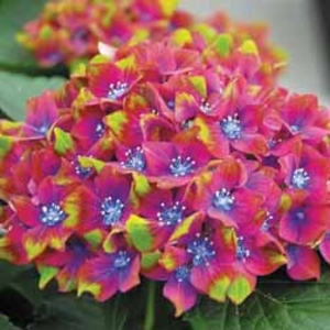 Hydrangea macrophylla Glam Rock - 2 X 9cm pots