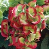 Hydrangea macrophylla Hobella - 2 plants in 9cm pots