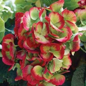 Hydrangea macrophylla Hobella - 2 plants in 9cm pots