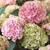 Hydrangea macrophylla Never ending Story - 2 plants in 10.5cm pots