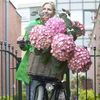 Hydrangea macrophylla Yvonne - 1 plant in 9cm pot