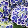Hydrangea macrophylla 