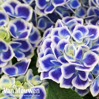 Hydrangea macrophylla 