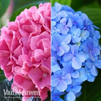 Hydrangea macrophylla 