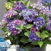 Hydrangea macrophylla 