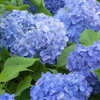 Hydrangea macrophylla 