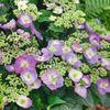 Hydrangea macrophylla 