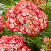 Hydrangea macrophylla 