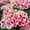 Hydrangea macrophylla 