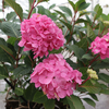 Hydrangea macrophylla 