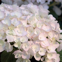 Hydrangea macrophylla 