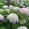 Hydrangea macrophylla 