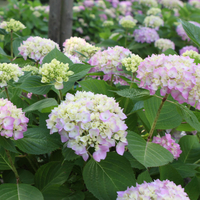 Hydrangea macrophylla 