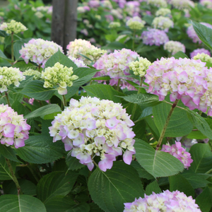 Hydrangea macrophylla 