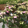 Hydrangea macrophylla 