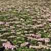 Hydrangea macrophylla 