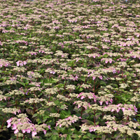 Hydrangea macrophylla 