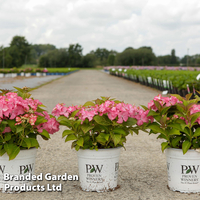 Hydrangea macrophylla 