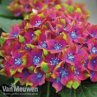 Hydrangea macrophylla 