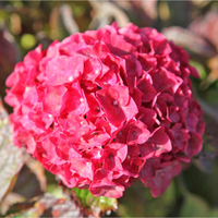 Hydrangea macrophylla 