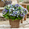 Hydrangea macrophylla 