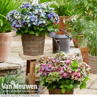 Hydrangea macrophylla 