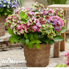 Hydrangea macrophylla 