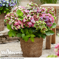 Hydrangea macrophylla 