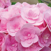 Hydrangea macrophylla 
