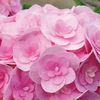 Hydrangea macrophylla 