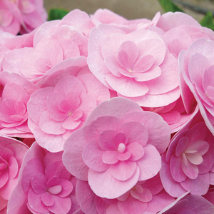 Hydrangea macrophylla 