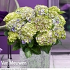 Hydrangea macrophylla 