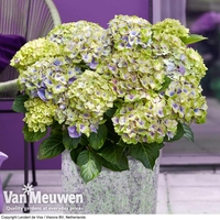 Hydrangea macrophylla 