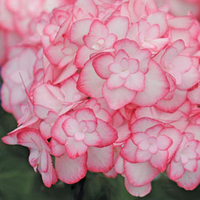 Hydrangea macrophylla 
