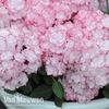 Hydrangea macrophylla 