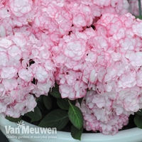 Hydrangea macrophylla 