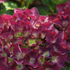 Hydrangea macrophylla 