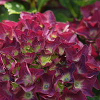 Hydrangea macrophylla 