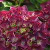 Hydrangea macrophylla 