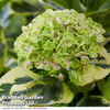 Hydrangea macrophylla 