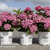 Hydrangea macrophylla 