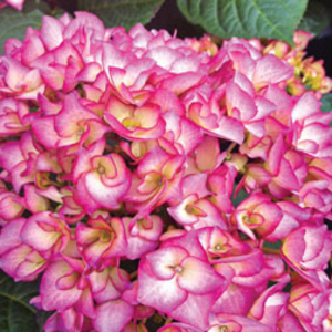 Hydrangea macrophylla 