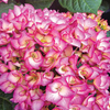 Hydrangea macrophylla 