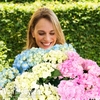 Hydrangea macrophylla 