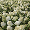 Hydrangea paniculata 