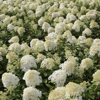 Hydrangea paniculata 