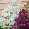 Hydrangea paniculata 